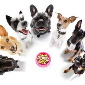 Picture for category Dog Food